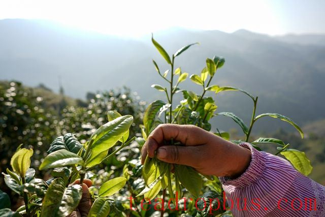 Puer Tea Production Techniques-1