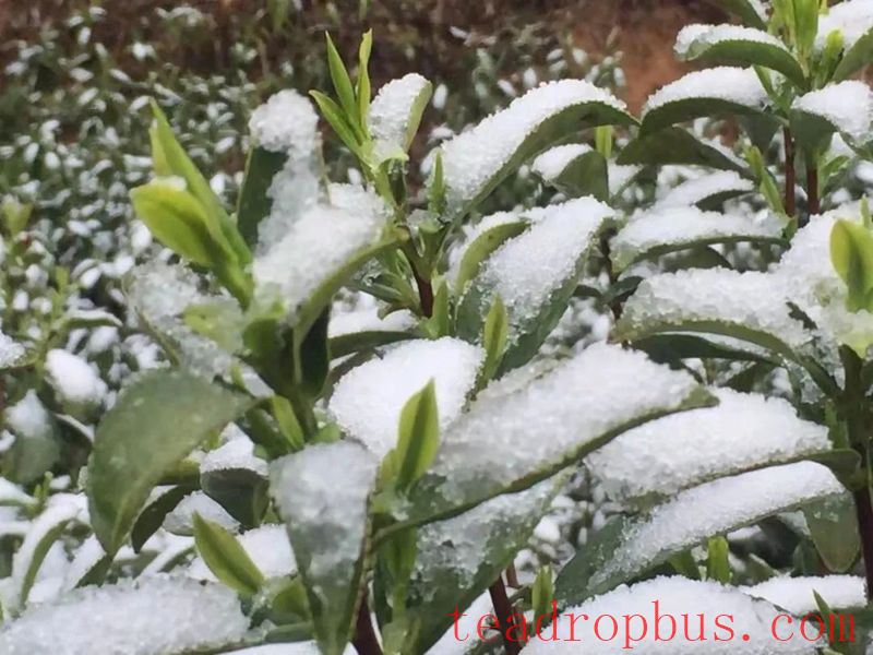 Cold Weather and Snow Management Techniques for Tea Gardens-2