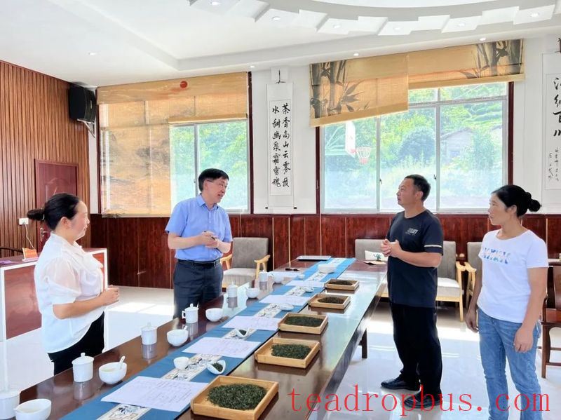 Expert Team from the Chinese Academy of Agricultural Sciences Tea Research Institute Conducts Field Research and Guides Tea Industry Development in Zhenba County-1
