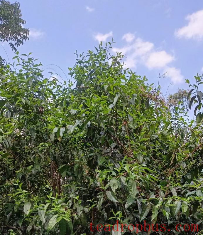 Lincang Gengma: Awakening Centuries-Old Tea Trees Hidden in the Mountains-1