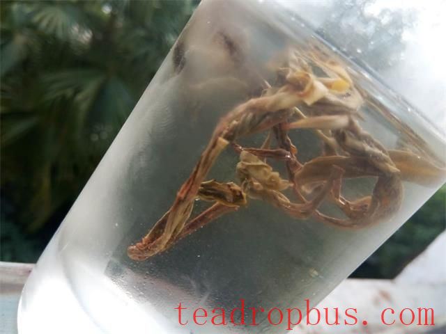 Cold Brew Tea: A Must-Try Method This Summer!-2