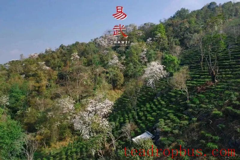 Yiwu Town: 