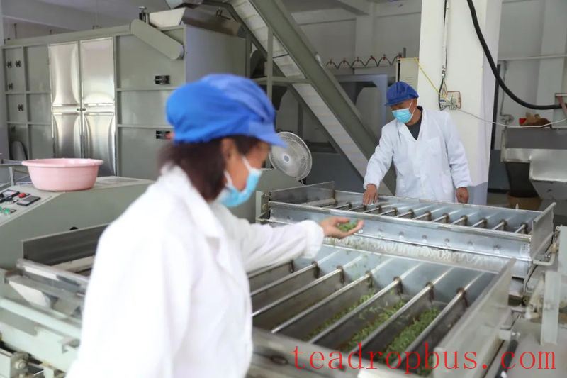 Wealth and Prosperity Through Tea: The Luohe Town Story - Turning the Chain into Gold with Thriving Industries-2
