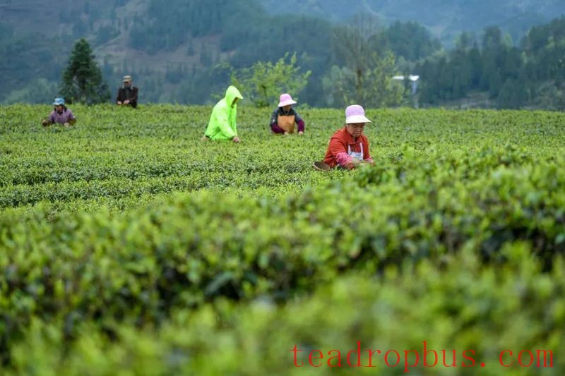 How can fertilization improve the yield, quality, and economic benefits of spring tea?-1