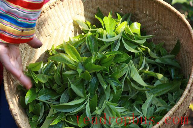 The Pu'er Raw Tea Production Process: Every Leaf and Bud Counts-1