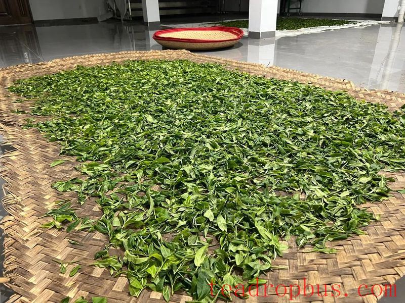 During the Spring Tea Season, the Jingmai Mountain is filled with the sweet fragrance of freshly processed tea.-4