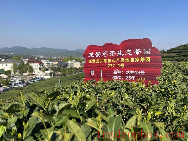 Changdian Village: Village-level Consultations Yield Tea Industry Growth-4