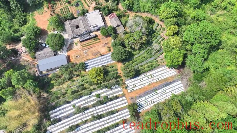 Wild Tea Enters the World! Tongqu Town Chains Up a New Path for Green Prosperity and Dual Wins-1