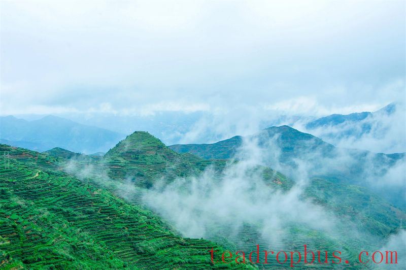 Wei Yin Tea Estate: Zen in the Aroma of Tea-1