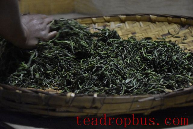 The Purpose of Tea Rolling-1