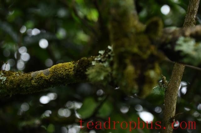 Features of the Mangzhi Ancient Tree Tea-1