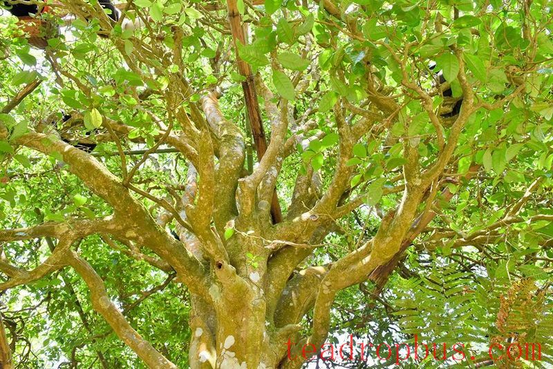 Cangjiang River Brings Life to Spring Tea; Original Ancient Trees are 