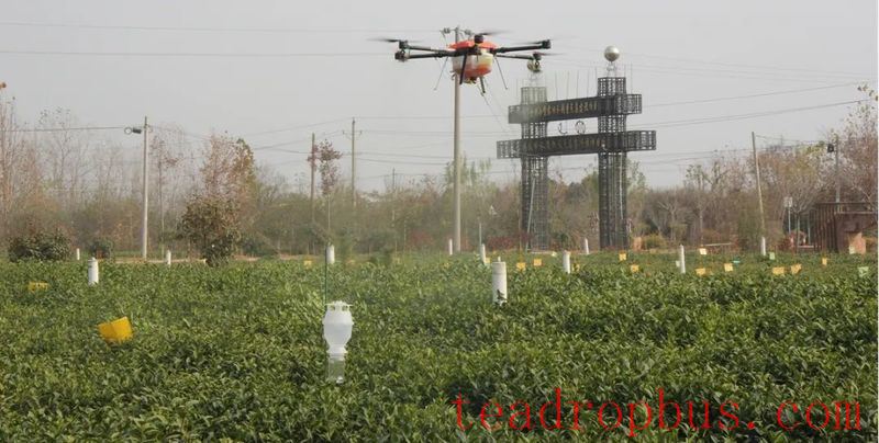 Key Technologies for Winter Protection and Management of Tea Gardens in Rizhao City-5
