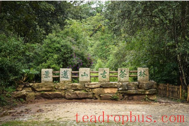 Bulang People: From Millennium Tea Farmers to Guardians of World Heritage-3