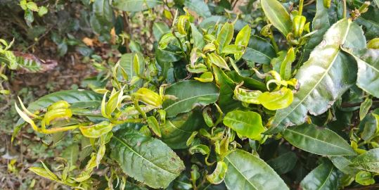 Identification and Control of the New Tea Pest, Mycterothrips gongshanensis (Thysanoptera: Thripidae)-3