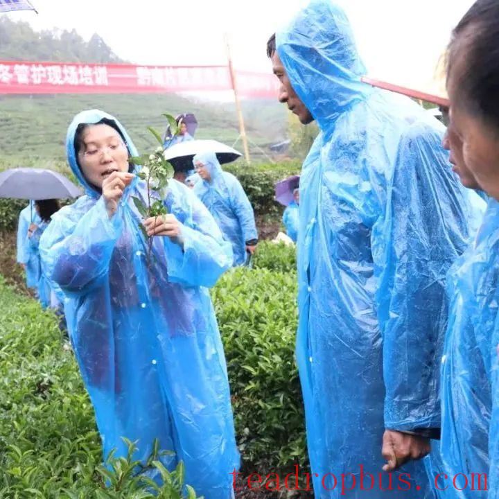 Winter Management Highlights: Tea Gardens Engaged in Autumn-Winter Management Training-7
