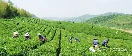 What Tea Do Yixing Locals Use to Nurture Their Purple Clay Teapots?-6