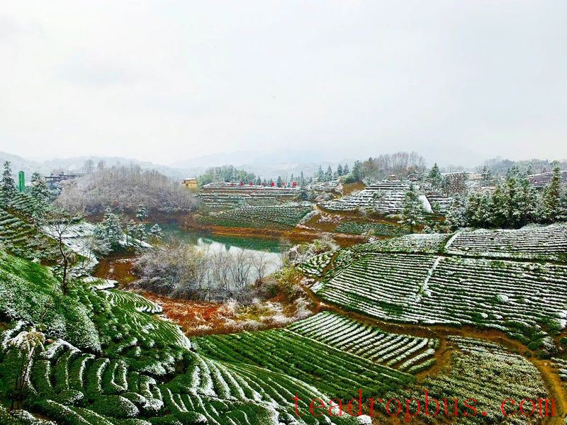 Anhui Academy of Agricultural Sciences Tea Research Institute: Emergency Prevention and Remedial Techniques for Extreme Winter Cold Damage in Tea Gardens-1