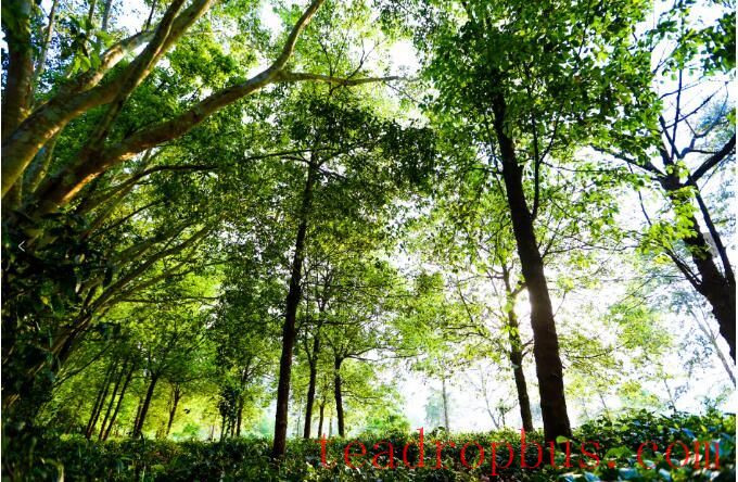 You Come from the Mountains — A Series on the Journey of Jingmai Mountain's World Heritage Nomination ①-3