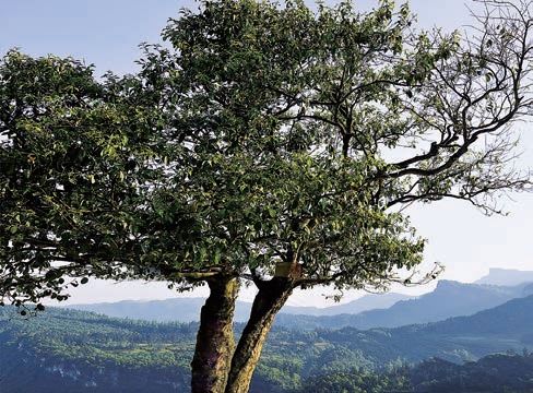Chongqing Has Thousand-Year-Old Giant Tea Trees?-1