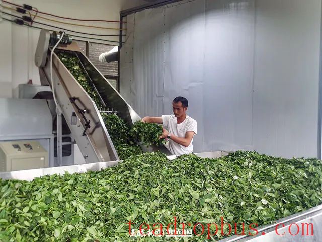 Guiting Cloudy Mist Tribute Tea: Summer and Autumn Tea Production Boosts the Green Industry, Extending Development “Dividends”-3