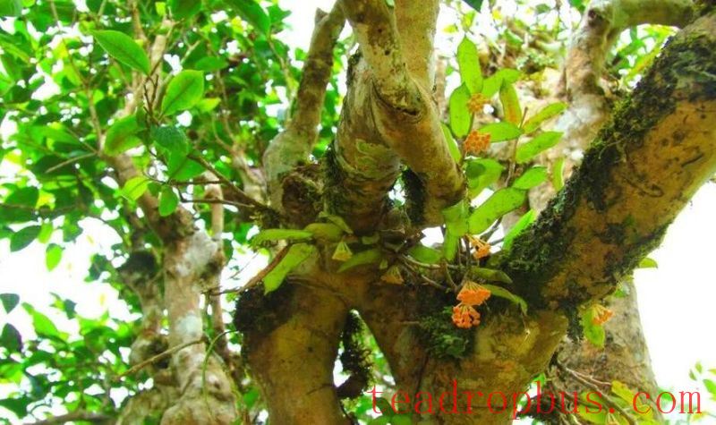 Tea Region of Wenshan Prefecture (Part 2)-3