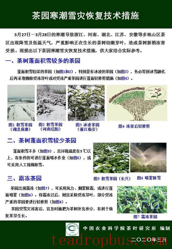 Technological Measures for Recovery of Tea Gardens After Cold-Snap and Snow Disasters-5
