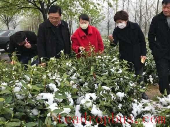 Countermeasures to Prevent Frost Damage in Tea Trees During Winter with Significant Temperature Drops-3
