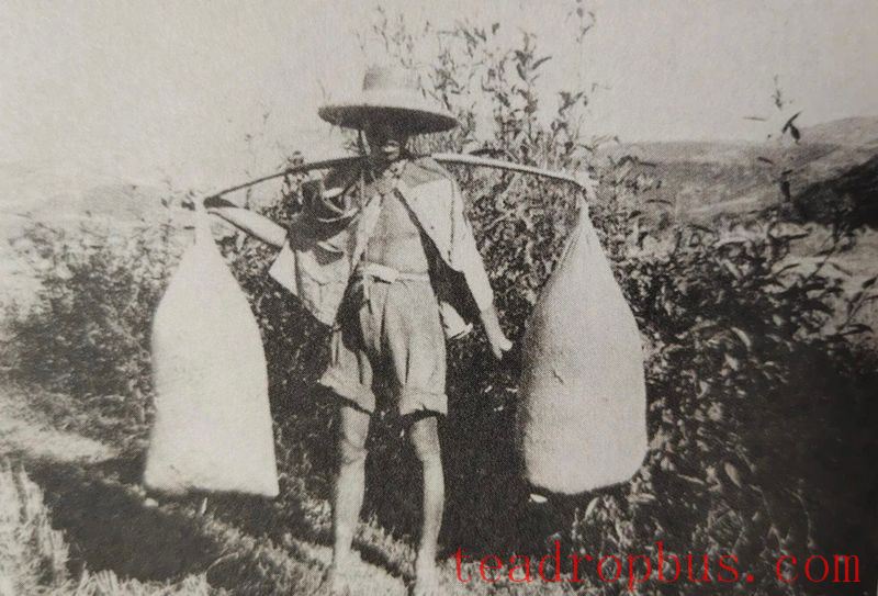 Carrying Tea Over Mountains to the Lion Village, Wooden Boats Transporting Tea Down to Wuzhou-2