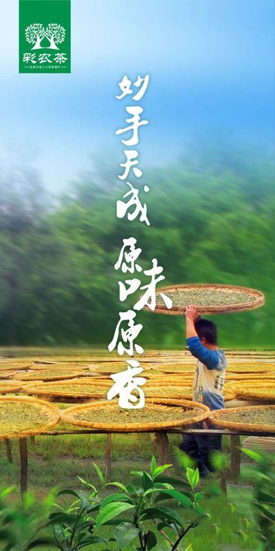 Cainong Tea: Ancient Methods? Traditional Methods? New Methods?-7