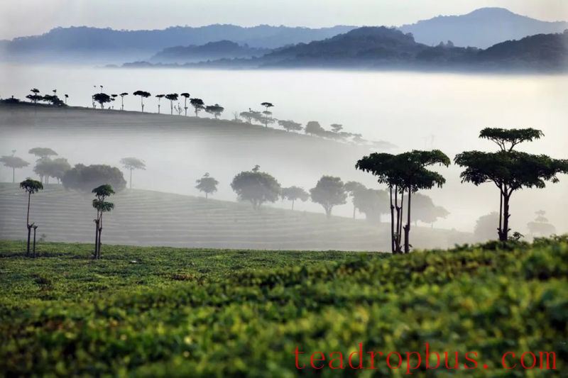 Tea Fragrance in Xishuangbanna: Dadaogang Tens-of-Thousands Mu Tea Garden-4