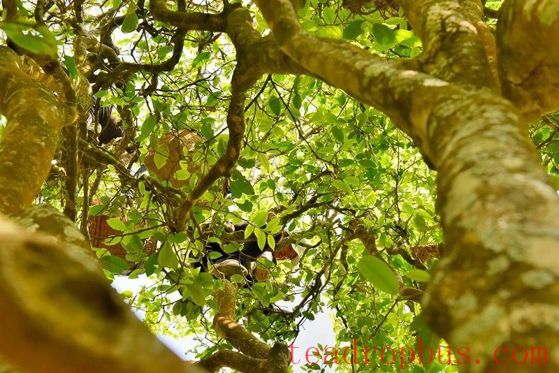 Cangjiang River Brings Life to Spring Tea; Original Ancient Trees are 