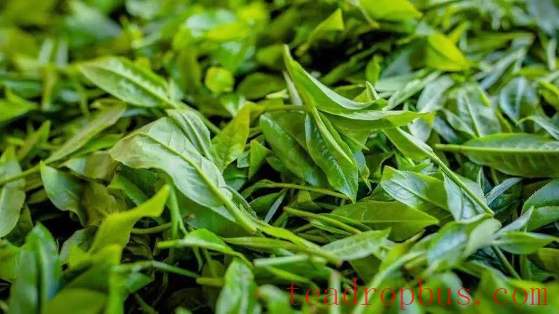 Why Do 90% of Pu'er Tea Enthusiasts Store Yiwu Tea?-5