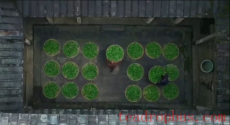 The Traditional Skills for Producing Anxi Tieguanyin Tea Successfully Included in the UNESCO Representative List of the Intangible Cultural Heritage of Humanity-3