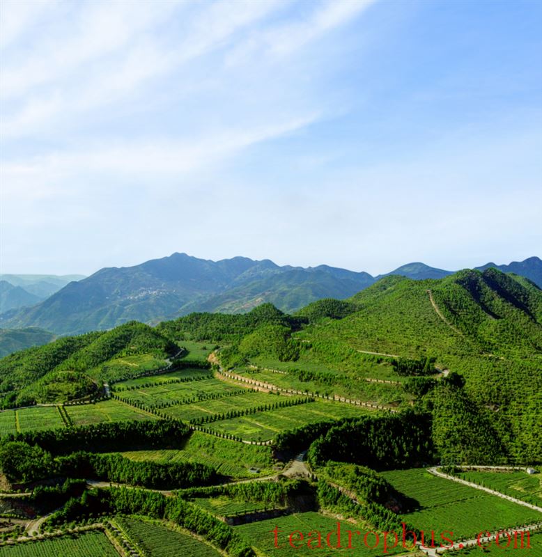 Zhongmin Wei's Tea Estate: A Picturesque and Poetic Landscape-7