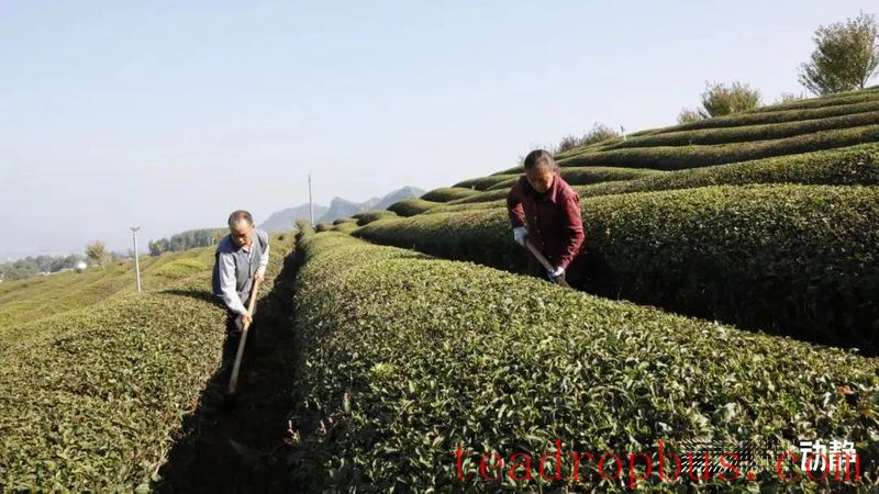 Early Winter, Busy with Tea Garden Management-4
