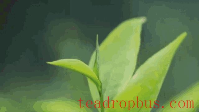 Guliao Tea — Imperial Delicacy of the Qing Dynasty, Heavenly Aroma of Immortals-4