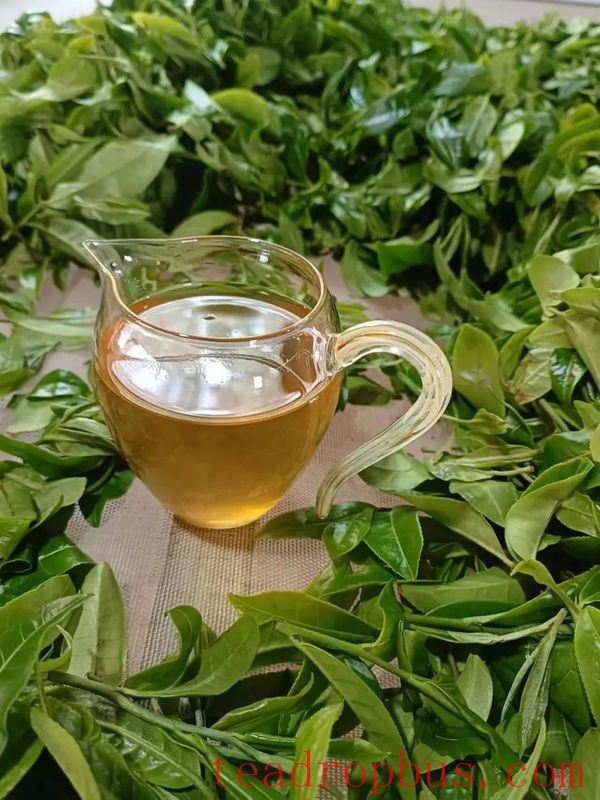 Busy Tea-Picking in Spring in Lancang; Manglang Town's Ancient Tea Trees Fragrant-7