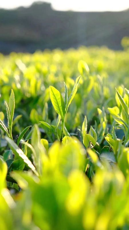 Ancient Perceptions of Fujian Tea: Frugality, Beauty, Harmony, and Reverence – Refreshing Joys of the Human Realm-2