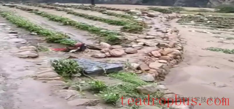 Tongcheng Kangzhiyuan Family Farm Science and Technology Volunteer Service Team: Emergency Science Popularization -- Recovery Measures for Tea Garden Flood Damage-1