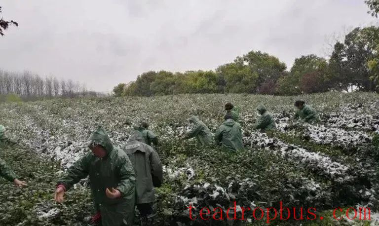 The Late Spring Cold Snap Has Arrived: Suggestions for Hubei Tea Gardens to Cope and Manage After the Disaster - Recommended to Save!-3