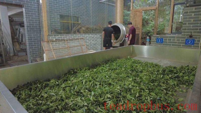 Wuzhou: Quality Brands Empower the Upgraded Development of Liubao Tea Industry Chain-5