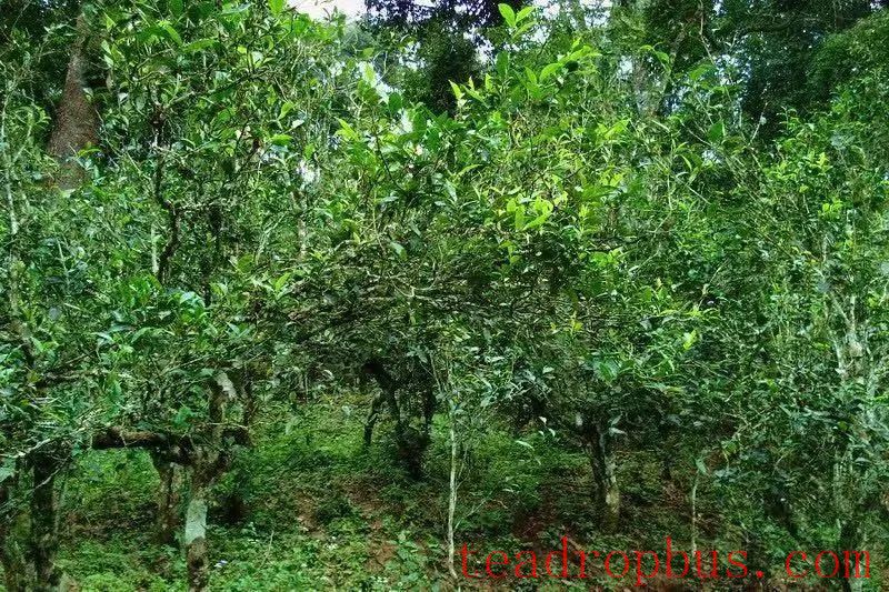 Mengla Tea - Tribute Tea Flavor: The Watershed Cave in the Ancient Six Great Tea Mountains of Pu'er, Mansa Tea Mountain-2