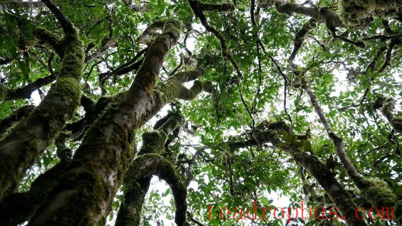 Tea Chronicles Malipo Series (Part 3): Malipo Tea - Bearing a Long and Flowing Tradition-1