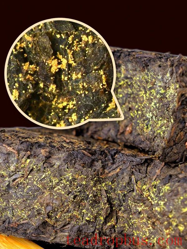 Hei Cha Fu Brick Tea: The Mysteries of the Golden Flower Fungus and Brewing Techniques-2