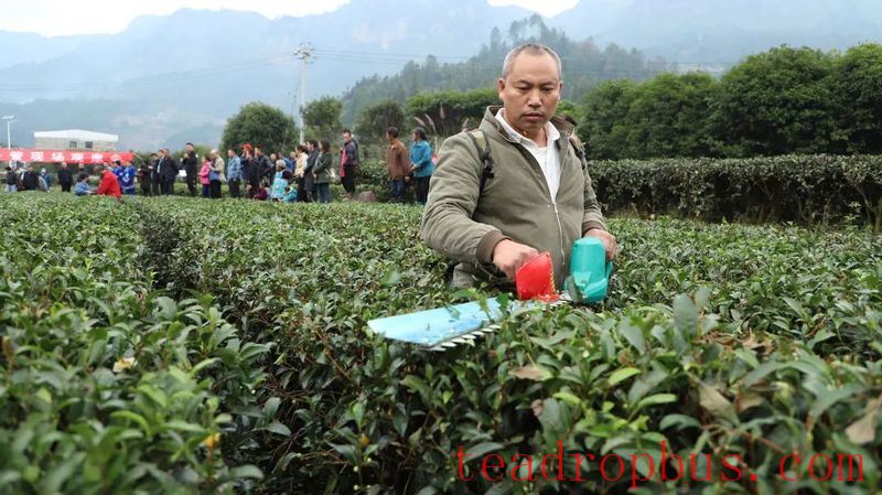 Winter Management Field Observation Meeting for 2025 Tea Gardens Held in Sandu-6