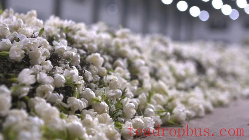 China's Tea on the Tip of the Tongue: National Intangible Cultural Heritage, Scented Tea Production Skills, Zhang Yiyuan Jasmine Tea Production Skills-5