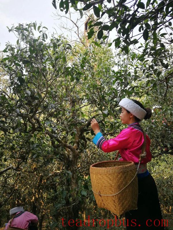 National Intangible Cultural Heritage Representative Project: Pu'er Tea Making Skills, Dayi Tea Making Skills-3