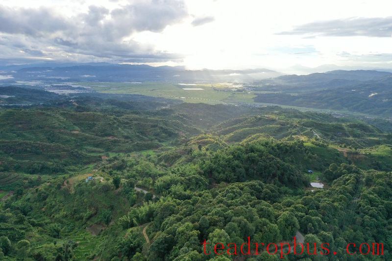 He Kai Ancient Tea Mountain: Experiencing the Natural Beauty and Legendary Charm of China's Premier Pu'er Tea Mountain-2
