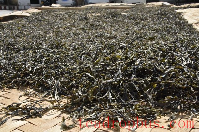 Puer Tea Production Techniques-4